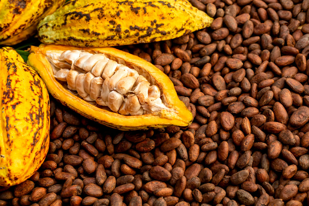 Cacao